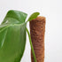 Coir Plant Totem - Plantsmith | Indoor Plants Melbourne